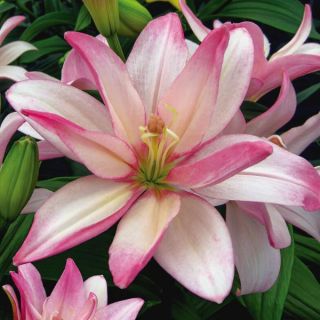 Bentley Lily Thumbnail